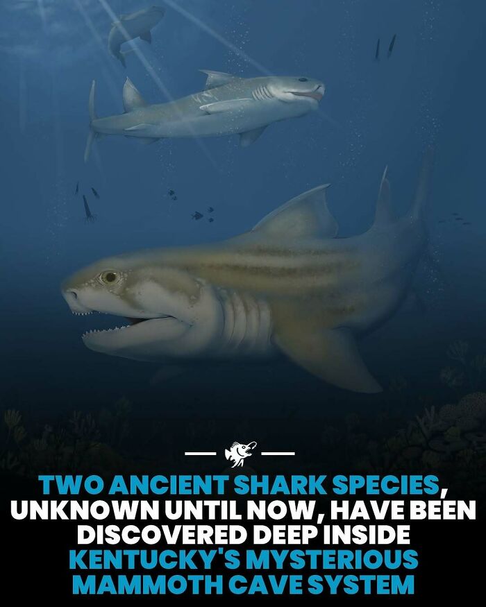 Two ancient shark species discovered deep inside Kentucky’s mysterious Mammoth Cave system in deep sea images.