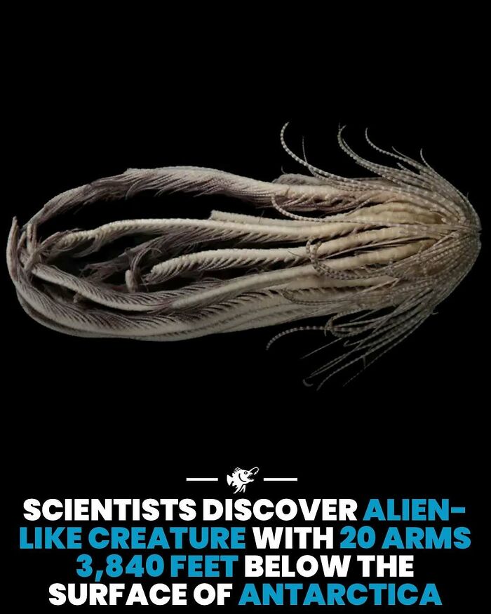 Alien-like deep sea creature with 20 arms discovered 3,840 feet below the surface near Antarctica.