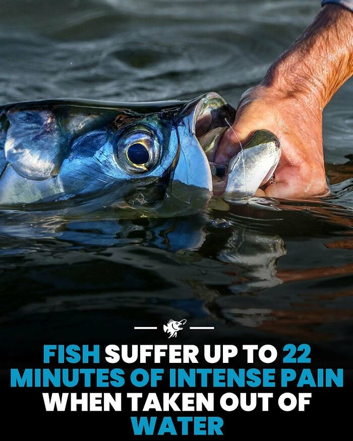 Fish close to the water surface with a hand holding its mouth, illustrating deep sea images and intense pain facts.