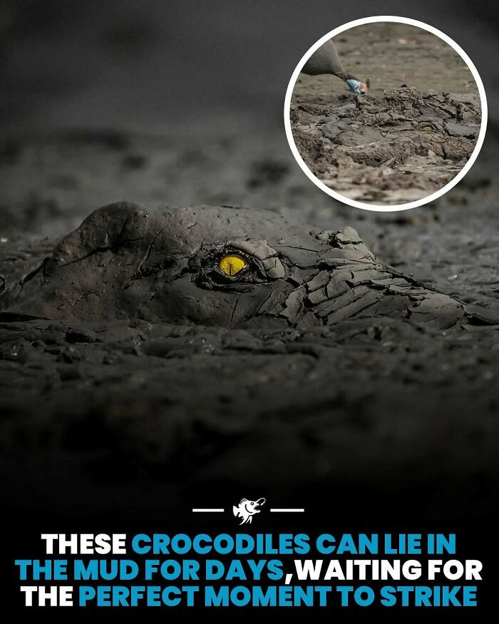 Close-up of a crocodile’s yellow eye camouflaged in mud, illustrating deep sea images and facts about aquatic ambush predators.