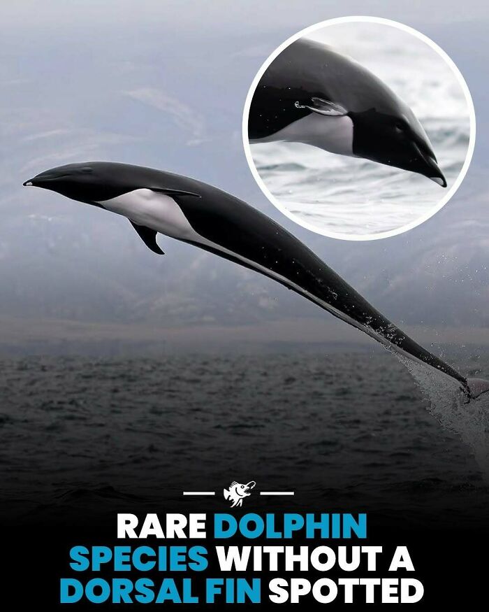 Rare dolphin species without a dorsal fin leaping from the ocean, featured in deep sea images and facts collection.