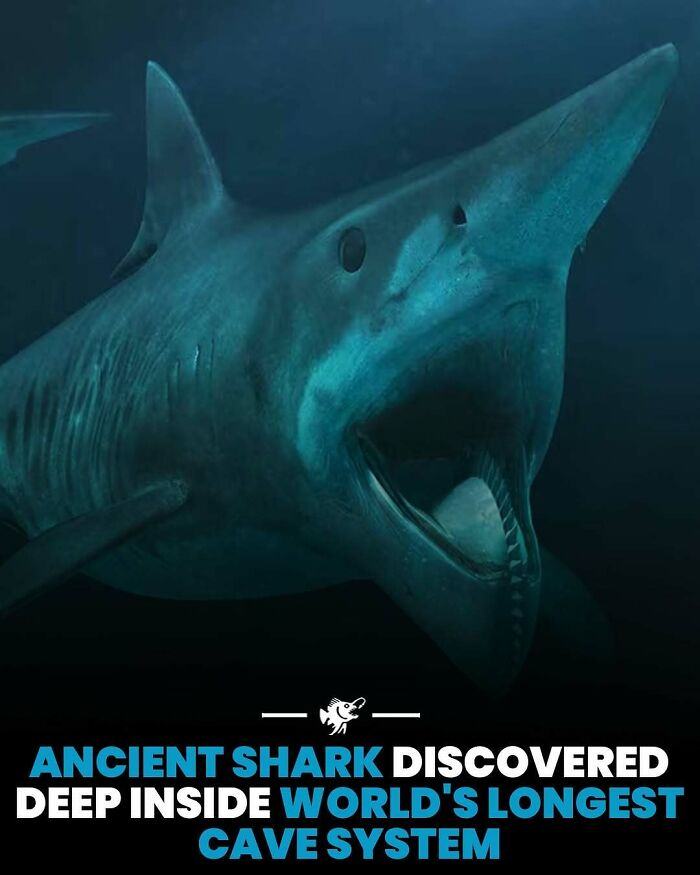 Ancient shark deep inside world's longest cave system, unique deep sea images and fascinating marine facts revealed.