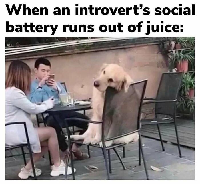 Dog resting its head on a chair looking tired next to two people, illustrating introvert memes about social exhaustion.