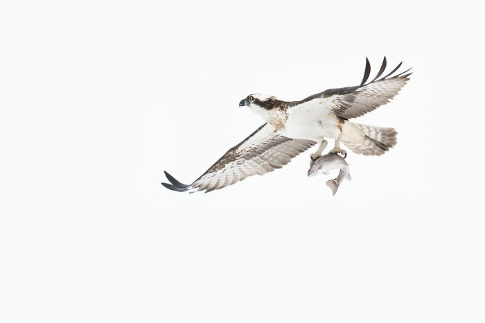Osprey in flight carrying a fish, showcasing stunning wildlife and nature shot with clear white background.