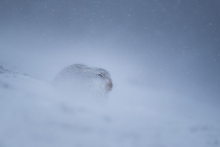 Snow-covered wildlife blending into a winter landscape captured in stunning wildlife and nature shots by Andrea Zampatti.