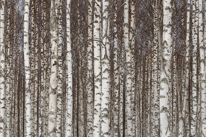 Close-up of birch tree trunks showcasing nature textures in stunning wildlife and nature shots by Andrea Zampatti