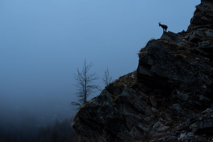 Wildlife on a rocky cliff at dusk with bare trees and a misty nature background in a stunning outdoor setting.