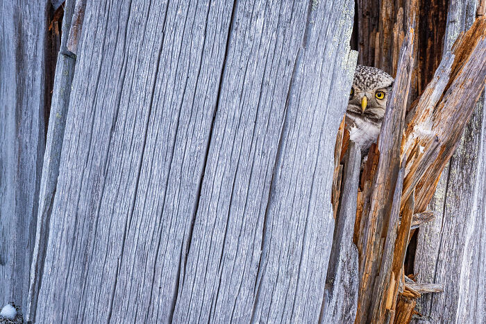 Owl peeking from behind weathered wood in a stunning wildlife and nature shot by Andrea Zampatti.