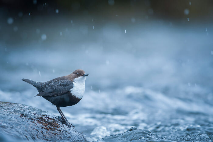 Wildlife and nature shot of a small bird with brown and white feathers standing on a rock in flowing water during rain.