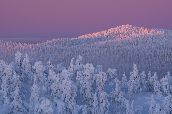 Snow-covered trees in a serene forest landscape capturing stunning wildlife and nature shots at sunrise with purple and pink sky hues.