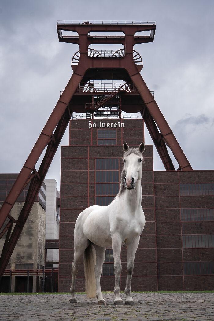 White horse rearing between modern buildings, a creative pet photo capturing motion and strength in urban setting.