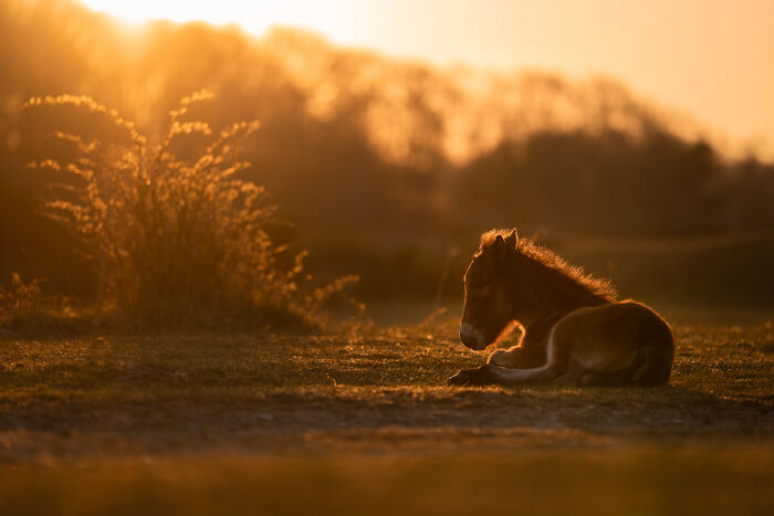 White horse rearing between modern buildings, a creative pet photo capturing motion and strength in urban setting.