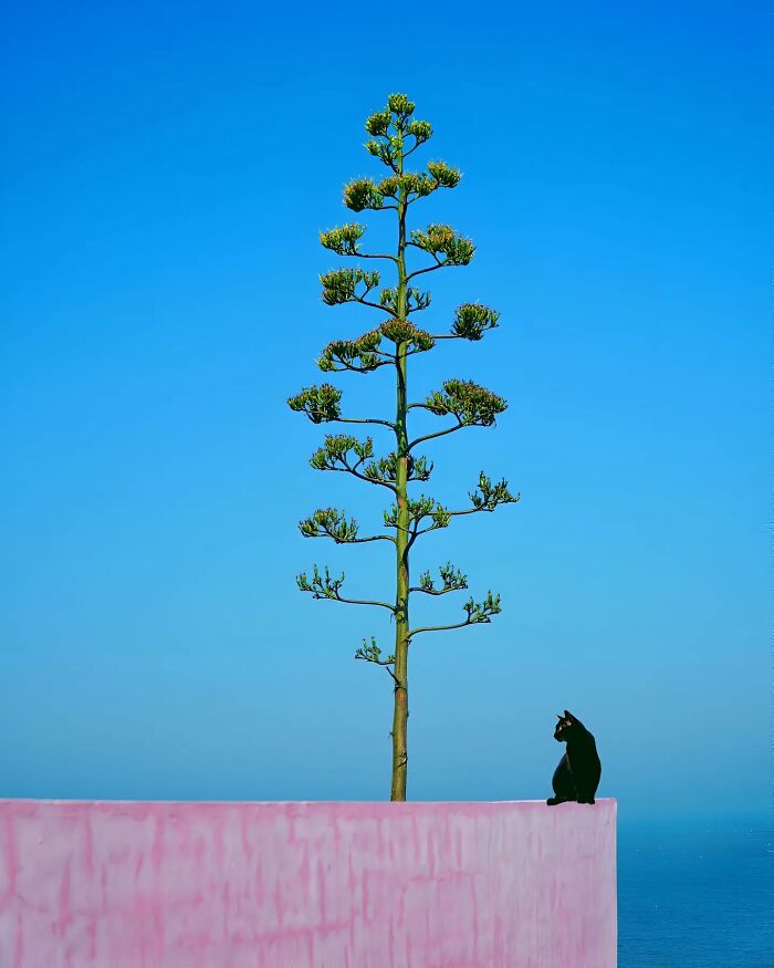 Minimalist photo of a tall tree and black cat on a pink wall under a clear blue sky, evoking peaceful escape vibes.