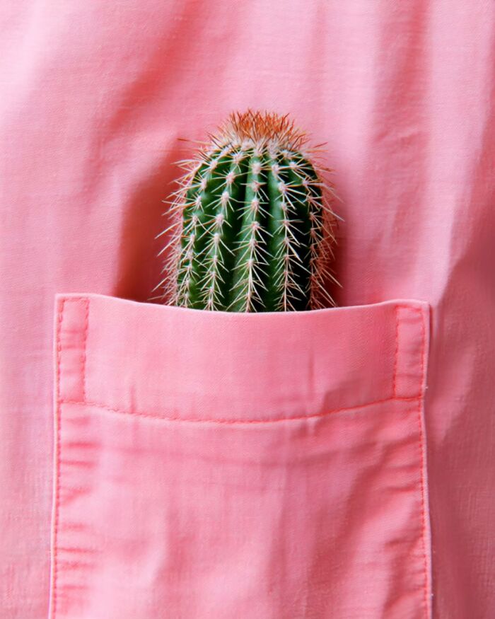 Minimalist photo featuring a small green cactus in the pocket of a pink fabric, evoking a peaceful escape vibe.