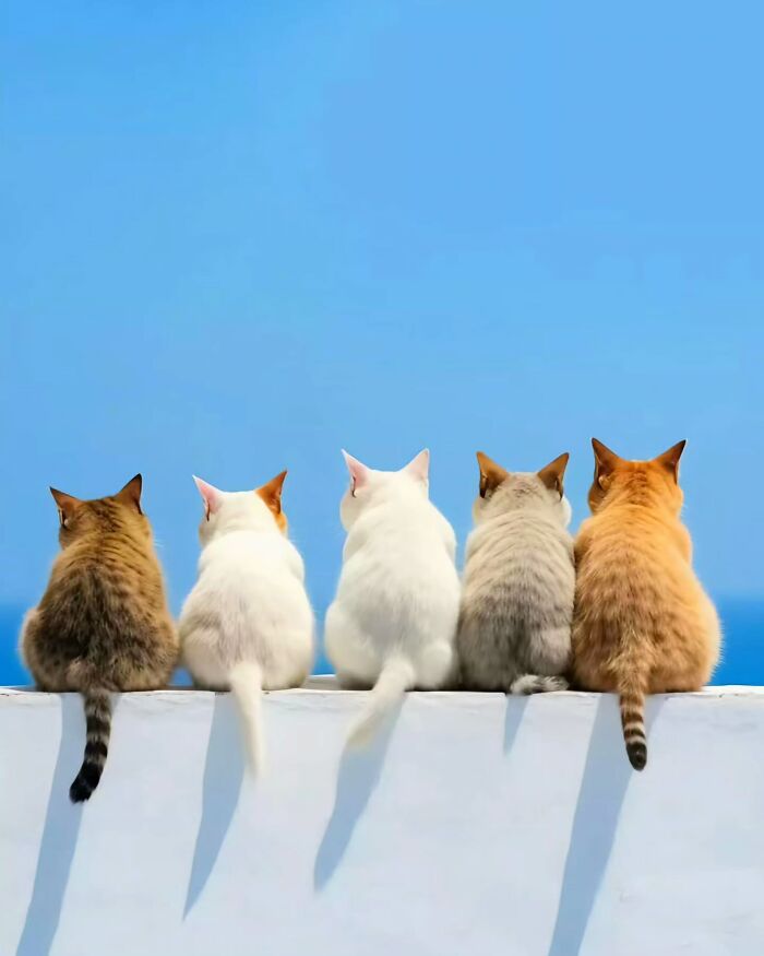 Five cats sitting side by side on a white wall under clear blue sky, capturing a dreamy minimalist peaceful escape vibe.