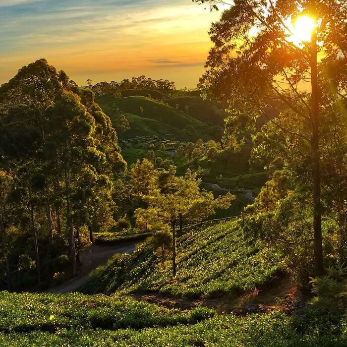 The Original Lipton Tea Estate, First Planted In 1890, Sri Lanka