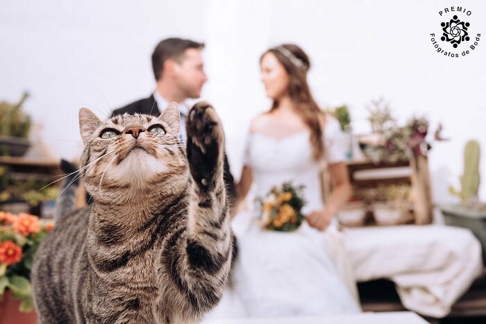 Even On Their Wedding Day, The Cat Steals The Spotlight