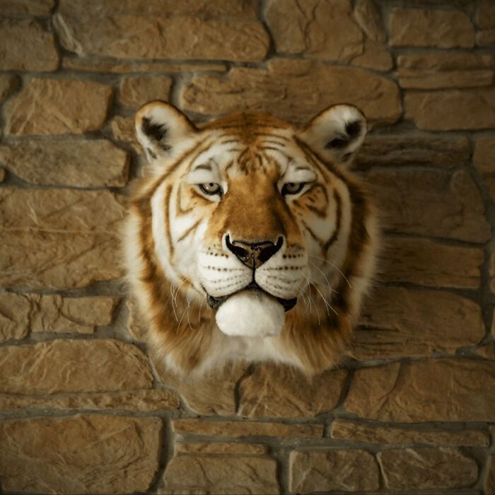 Stunningly realistic animal sculpture of a tiger head crafted with synthetic materials, displayed on a stone wall background.