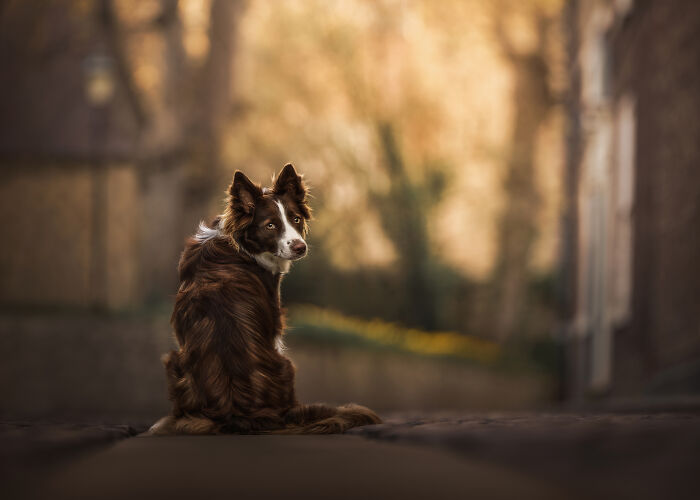 A heartwarming pet photo of a dog standing on a wooden platform near a blurred stone bridge background.