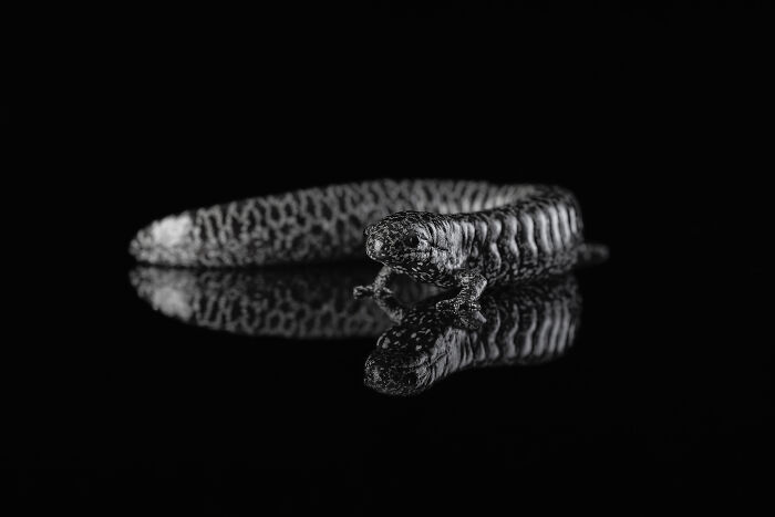 Close-up of a patterned salamander on a reflective black surface, showcasing animal details in nature photography.
