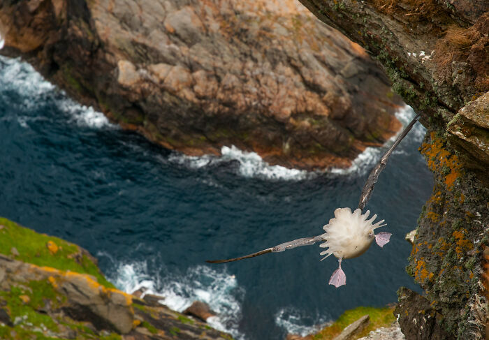 Seabird diving off rocky cliff over ocean waves, showcasing stunning wildlife photography by Andy Parkinson.