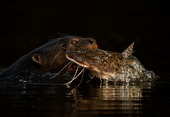 Wildlife photo showing an otter catching a fish in water, captured with stunning detail and dramatic lighting.