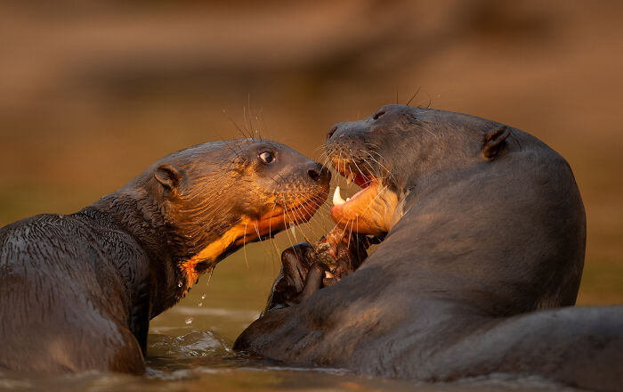 Two otters interacting in water with one showing teeth in stunning wildlife photo by award-winning photographer.