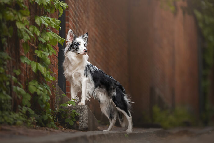 Black dog standing on rocky terrain in a heartwarming and creative pet photo from the 2025 photography awards.