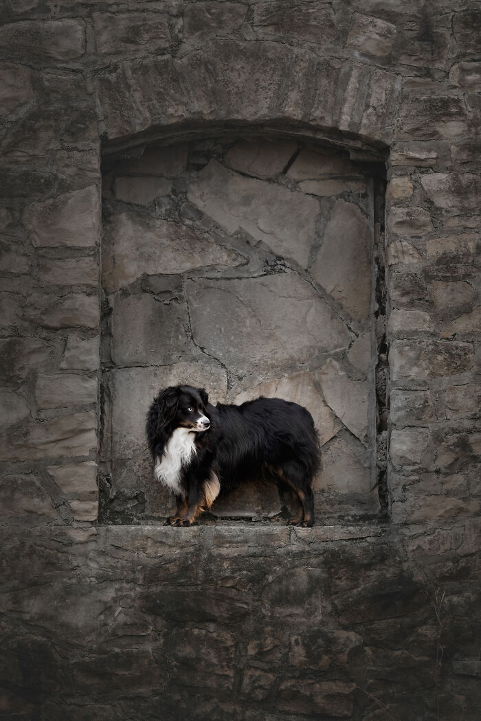 Small dog sitting on large stone staircase in creative pet photo from 2025 international pet photography awards.