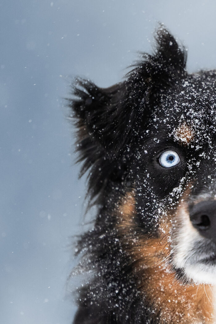 Small dog sitting on large stone staircase in creative pet photo from 2025 international pet photography awards.