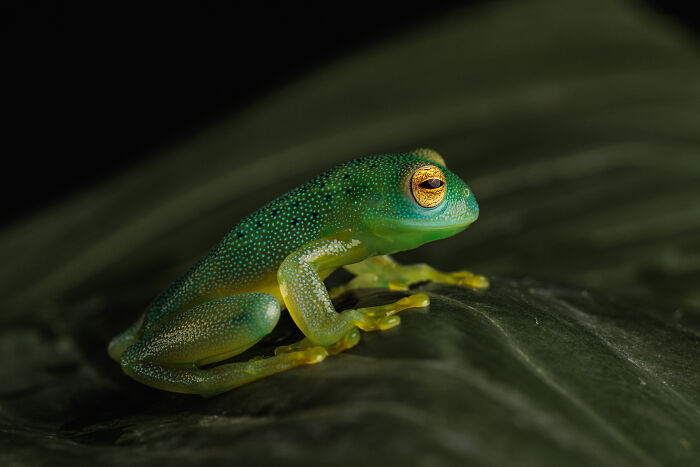 Close-up of a vibrant green frog with golden eyes on a leaf, showcasing perfectly captured animal details by Kevin Blackwell.