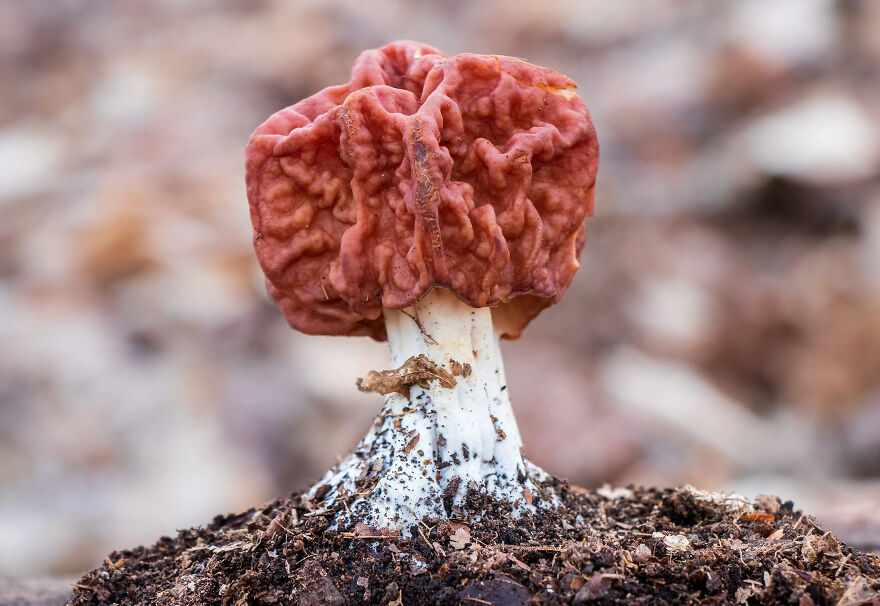 Morel mushroom growing in soil, a wealthy-favored superfood linked by scientists to ALS or Lou Gehrig&rsquo;s disease risk.