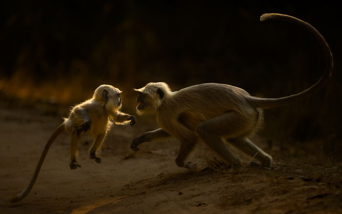 Two langur monkeys interacting on a dirt path captured in stunning wildlife photos by award-winning photographer Andy Parkinson.
