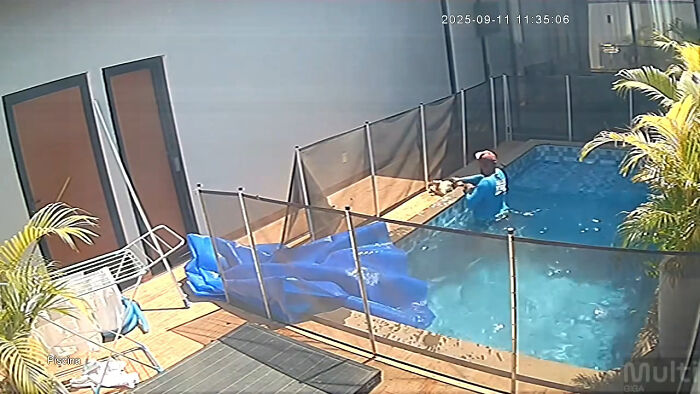 Pool attendant rescuing a blind dog from drowning in a backyard swimming pool during a heart-stopping moment. Pool attendant rescuing a blind dog from drowning in a backyard swimming pool during a heart-stopping moment.