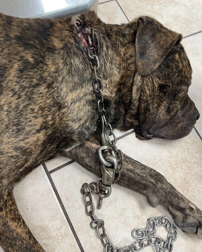 Hidden Costs Of Surrender: What No One Thinks About