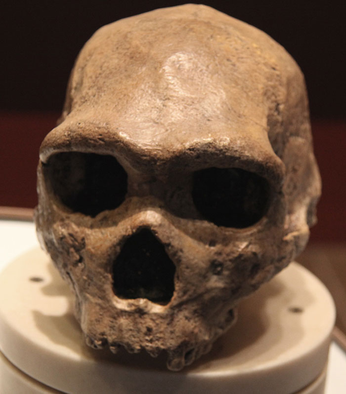 Petralona Man skull displayed in a museum, showing distinct ancient human features and weathered bone texture.