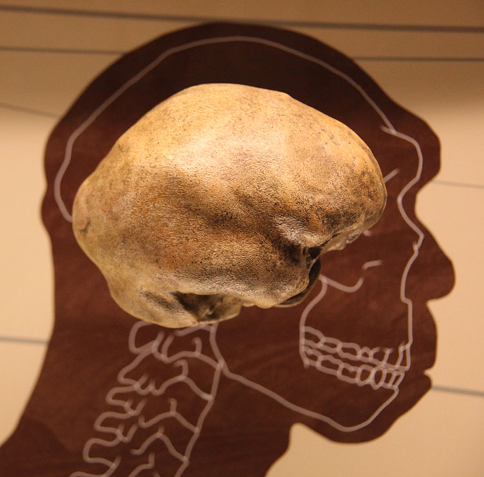 Petralona Man skull displayed above an outlined human profile on a brown background in a museum exhibit.
