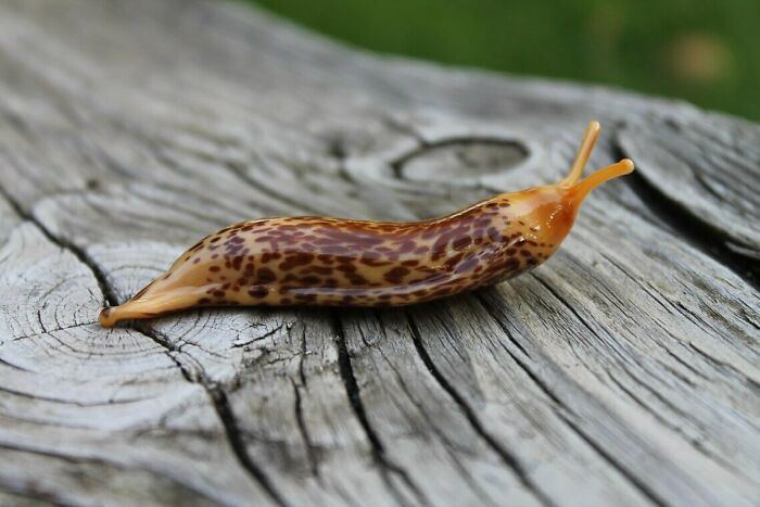 Tiny Glass Slugs I Crafted (8 Pics)