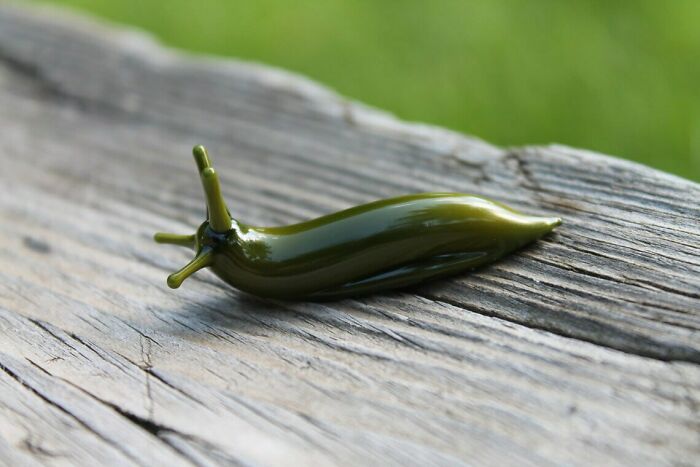 Tiny Glass Slugs I Crafted (8 Pics)