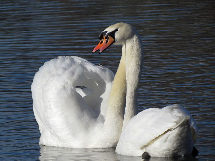 Swans