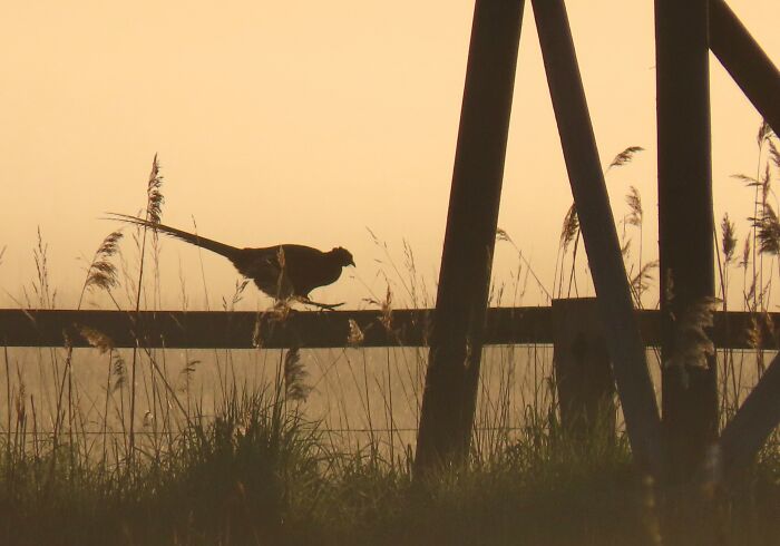 Pheasant On A Misty Morning