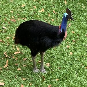 suzanadukelic_1 avatar