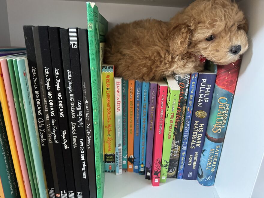 The Furry Bookend The Furry Bookend