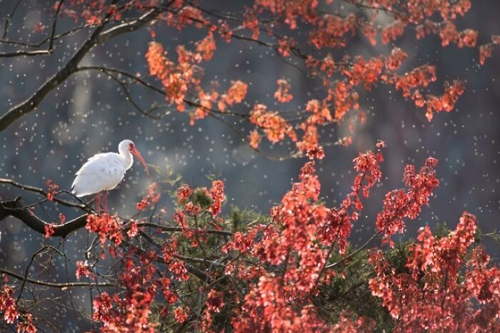 White bird perched on a branch surrounded by red autumn leaves, showcasing birds as fine art in nature photography.