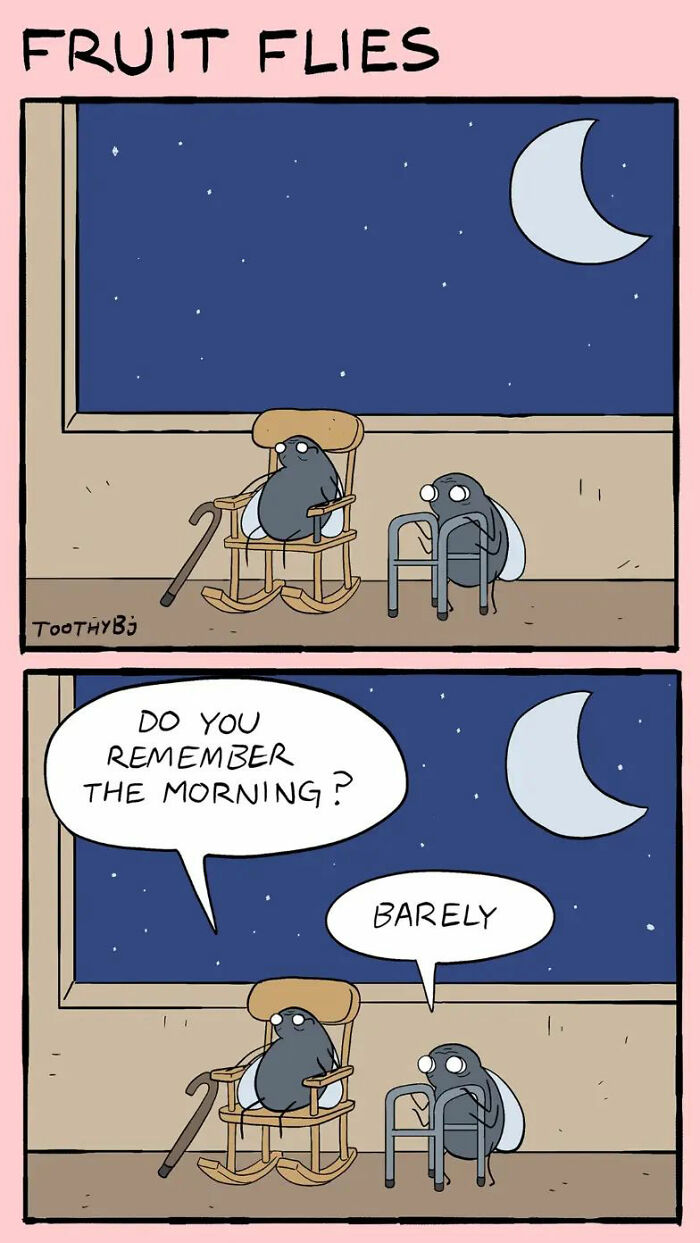 Two elderly fruit flies with walking aids talk at night in a comic by Toothy Bj titled Fruit Flies.