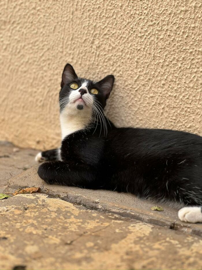 Black and white cat resting on stone floor, showcasing stray cats enjoying a tiny condo created from a car by a caring woman