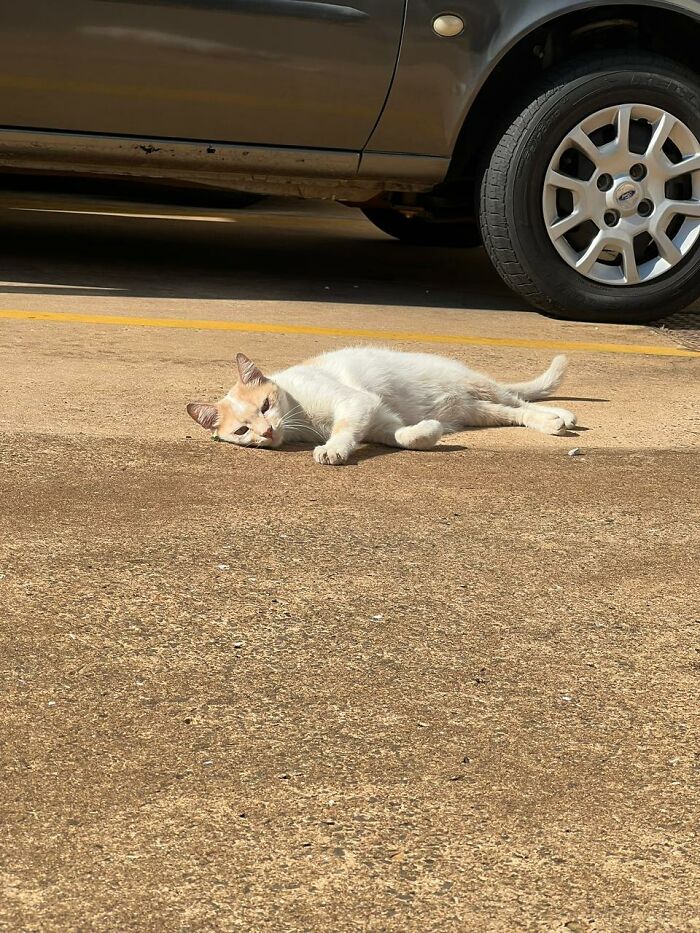 Stray cat lying on pavement near a parked car, highlighting tiny condo inspired shelter for three stray cats.