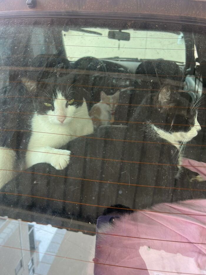 Three stray cats resting inside a car turned into a tiny condo by a woman, seen through the rear window.