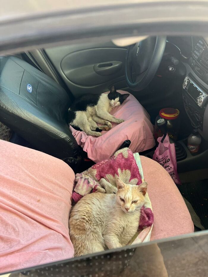 Two stray cats resting comfortably inside a car converted into a tiny condo for stray cats.