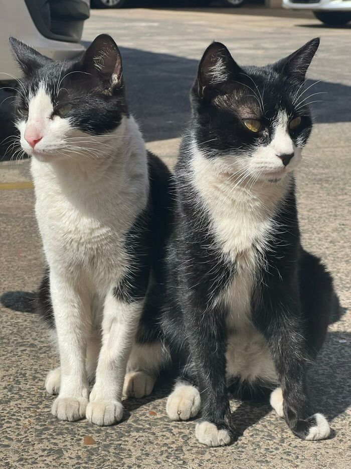 Two black and white stray cats sitting outdoors near a car turned into a tiny condo for stray cats.